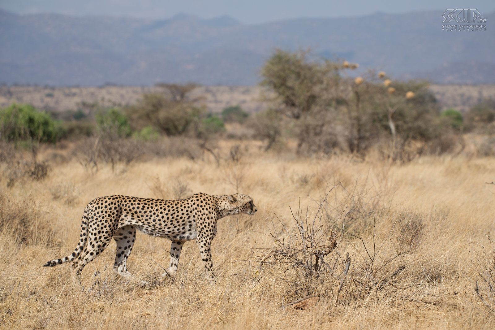 Samburu - Cheeta We komen opnieuw een cheeta/jachtluipaard (Cheetah, Acinonyx jubatus) tegen. Cheeta’s jagen gedurende de dag en ze vallen aan met snelheid, in plaats van naar hun prooi te sluipen zoals leeuwen doen. De cheetah is het snelste landdier, het kan snelheden van 110 tot 120km/u halen in sprintjes van maximaal 500m. Stefan Cruysberghs